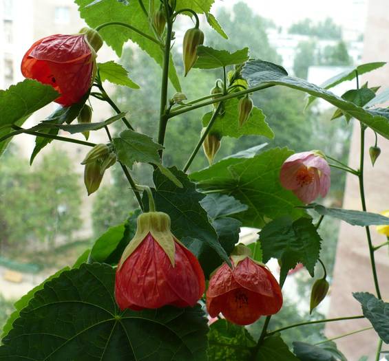 P1120782 - ABUTILONI