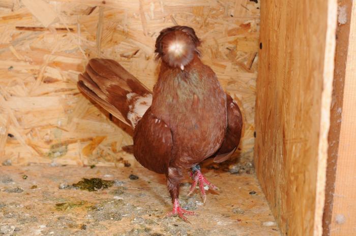 DSC_9830 - jucatori dublumotati calarasi 2008