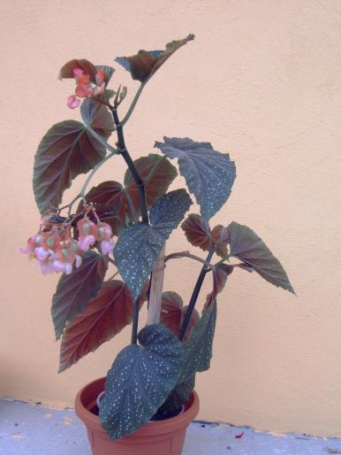 begonia '' Billie Jean '' - Plantele mele de interior