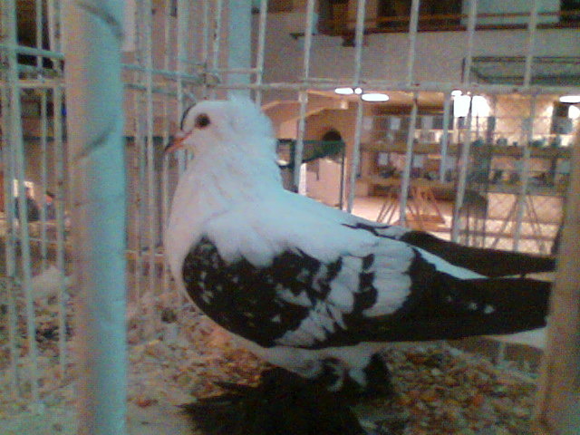 Imag031 - EXPO SATU MARE 2009