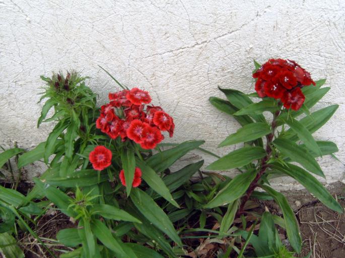 garofite - Plantele mele de terasa si exterior