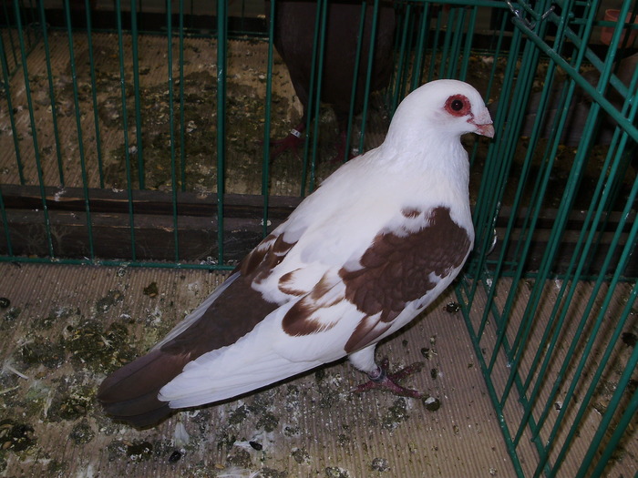 6645 bc 1 - 1507 partea 1b