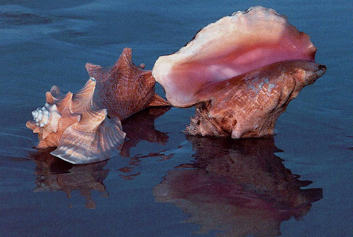 SCOICA - poze muuuuuuuuuuuuuulte