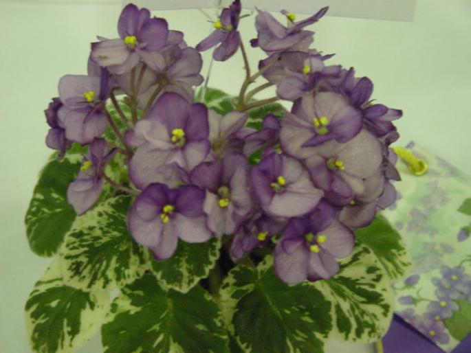 Sassy_Jewel_2005avsa - violete de pe net 1