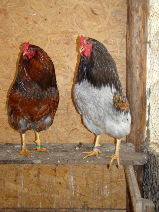 DSC01520 - gaini Araucana