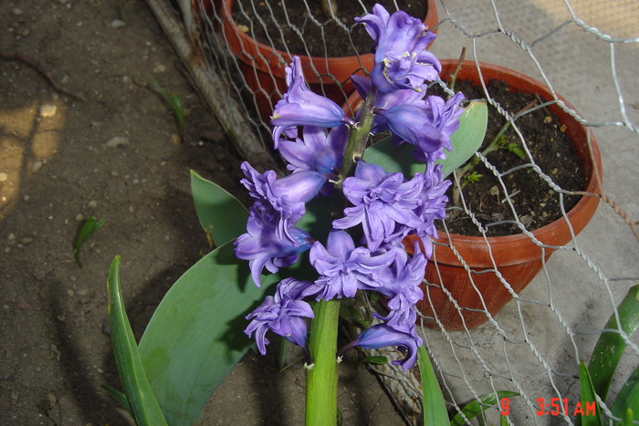 zambila albastra - florile mele in 2009