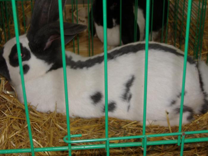 Nitra 06.12.2008 044