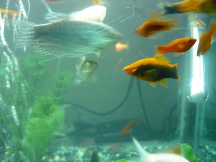 P1000532 - Primul bazin 2009