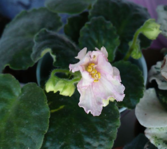 P1150673 - Saintpaulia - violete de camera