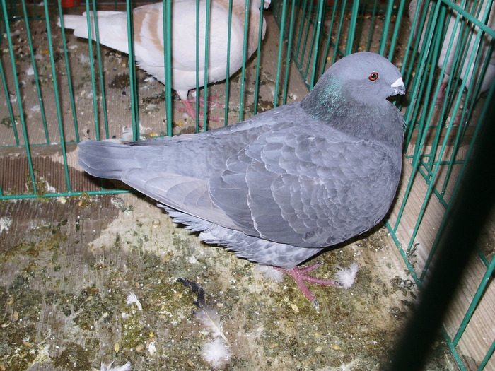 6283 sr 1 - 1507 partea 1b