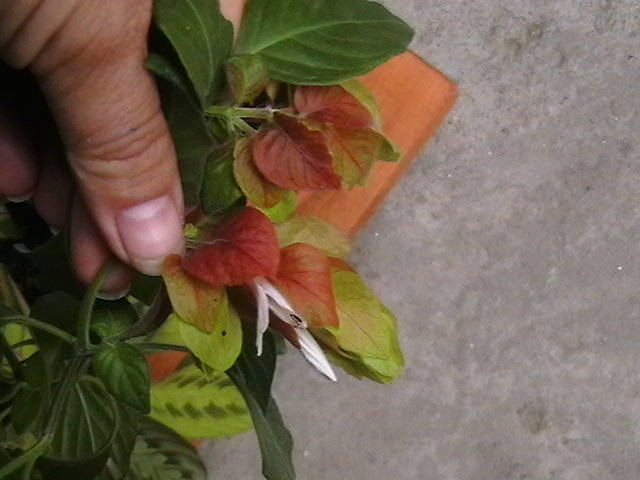 IMGA0557