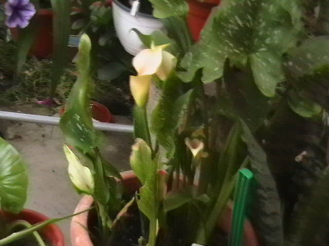 Picture 037