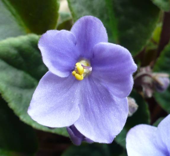 P1110278 - Saintpaulia - violete de camera
