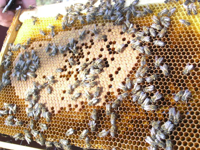 P4071958 - Carnica Banatica