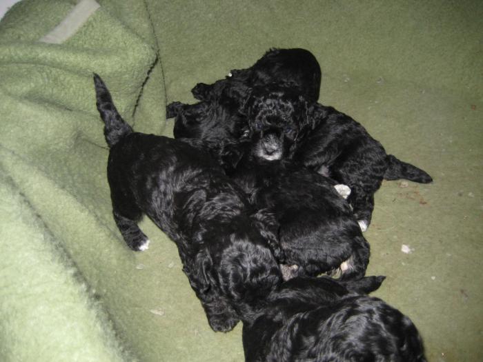 Dupa 26 zile - Cateii