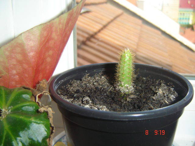 DSC00317 - cactusi