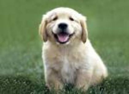 j' - Golden Retriever