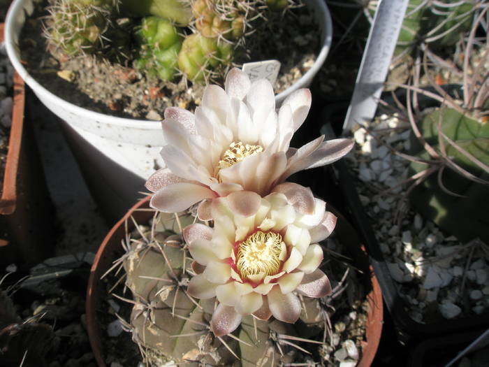 Gymnocalycium vatteri 05.06