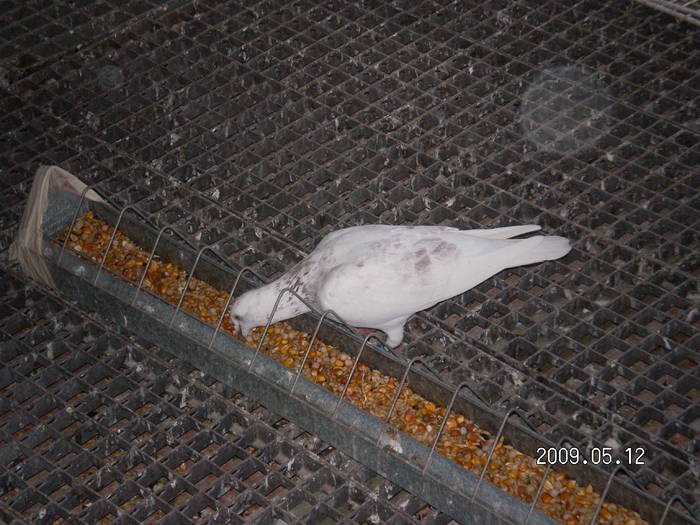 156 - porumbei Mihai si Gigi