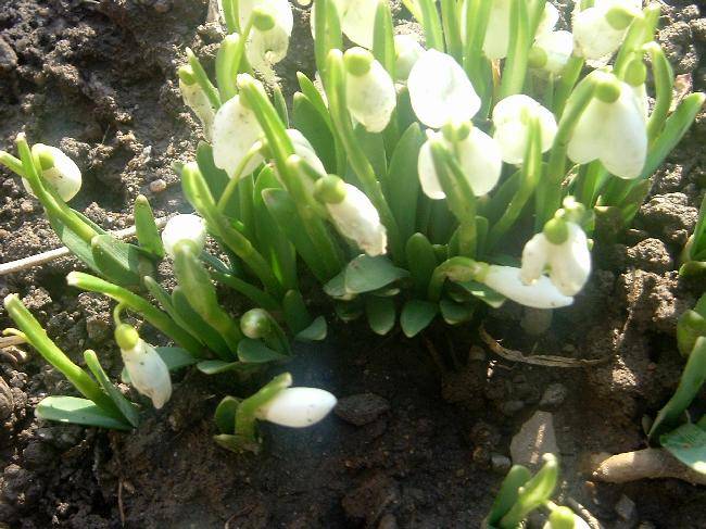 LYyvpv211125-02; Ghiocei
