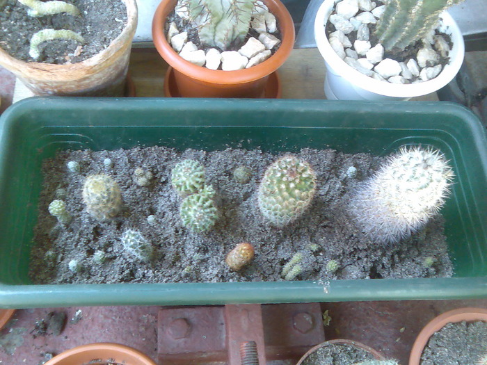 necunoscutzi - cactusi si suculente-2009