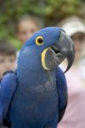 65_hyacinth_macaw - PAPAGALI