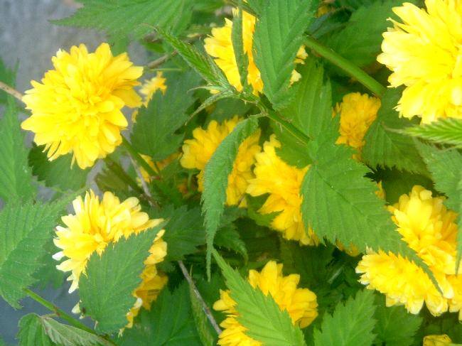 Oo4WYG837447-02; keria japonica
