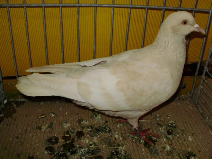 09971 feldfarbentauben 1