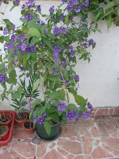 Solanum rantonetti - Septembrie 2010