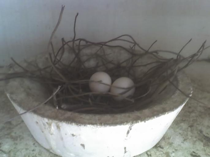 primele oua - matca