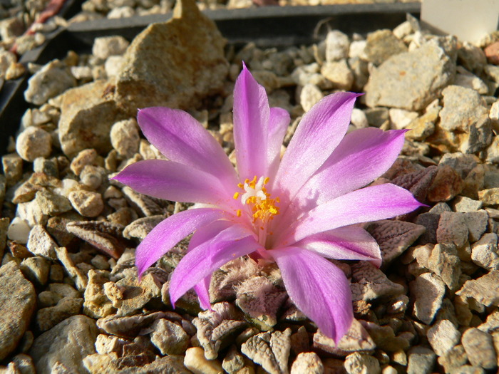 ariocarpus_kotschoubeyanus_v.elephantidens_BB - genul Ariocarpus