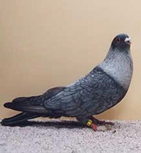  - rase de porumbei de care as dori sa achizitionez