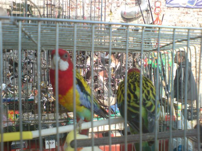 DSC00493 - Piata de pasari si animale Timisoara 2009