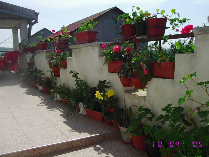 Terasa mea cu flori - Flori de gradina 2009