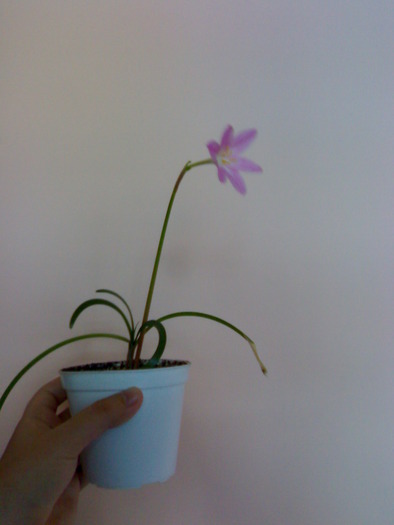 Z. grandiflora august-septembrie 2009 - Zephyranthes