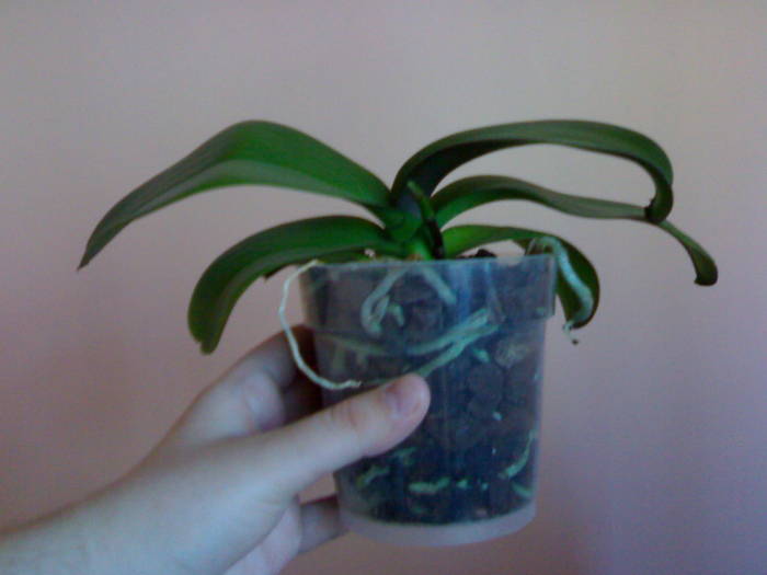 - Phalaenopsis NoID mov-alb 2009
