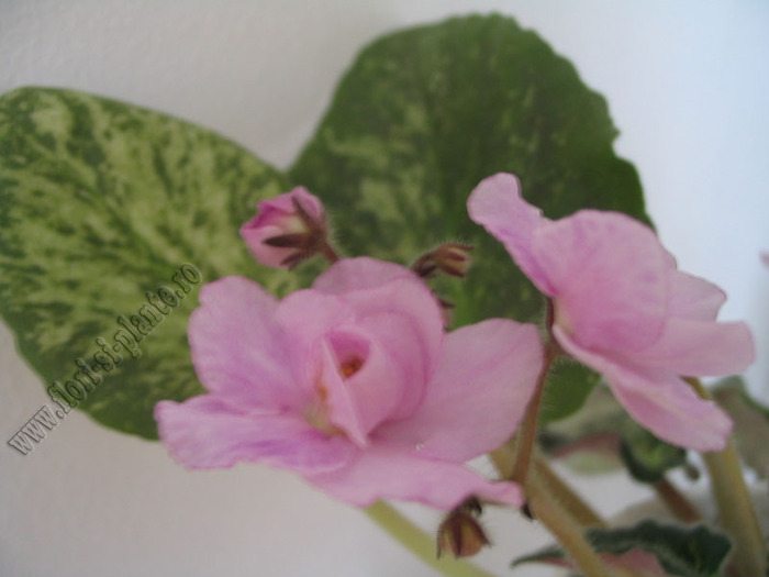 Saintpaulia Genetic Blush 10