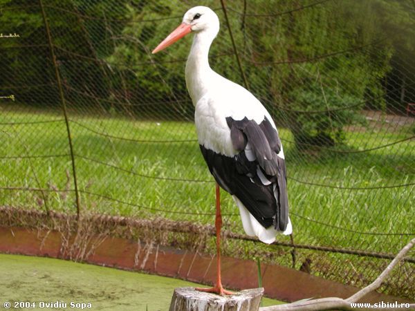 zoo-sibiu-barza - berze