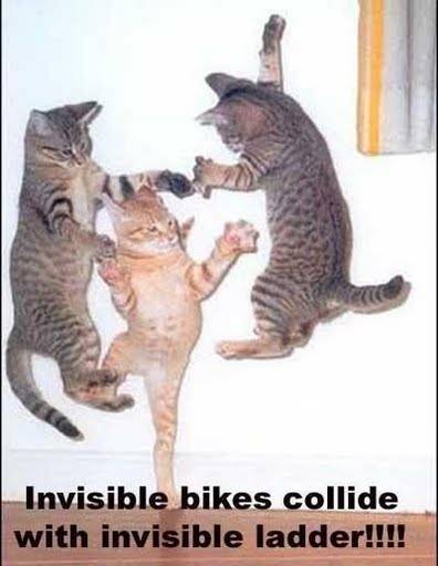 funny-cats-invisible-bikes - funny animals