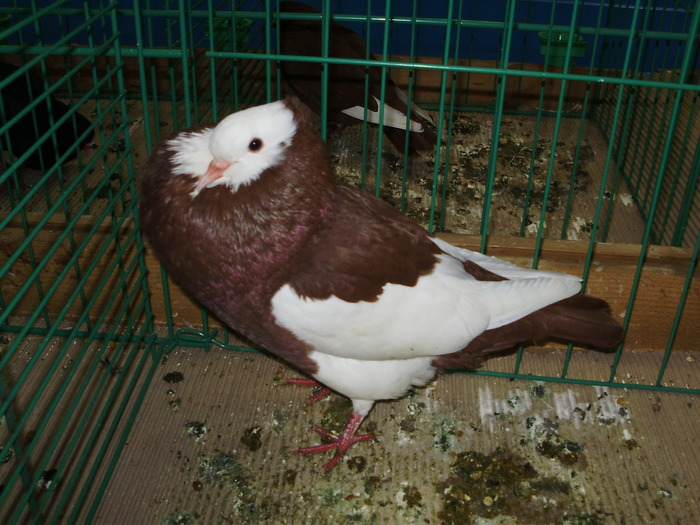 8393 gm 0