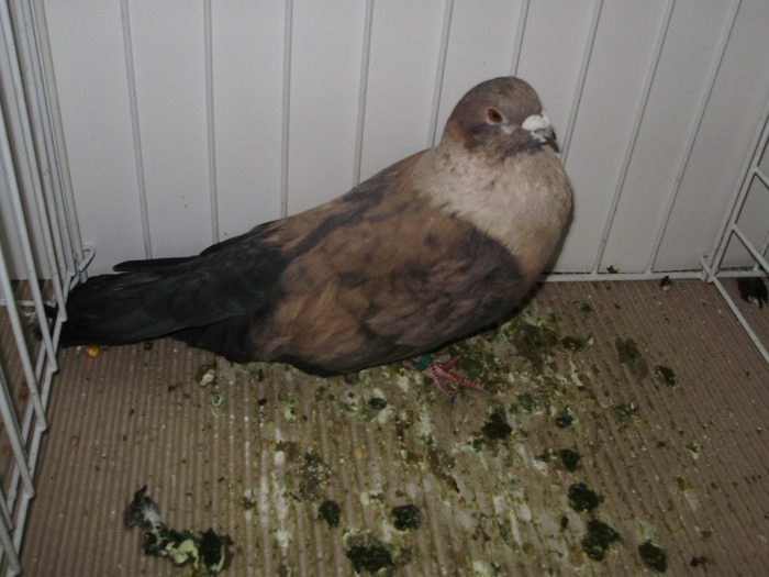 egyptian swift 2