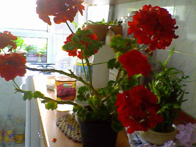 Muscata olanda - florile mele