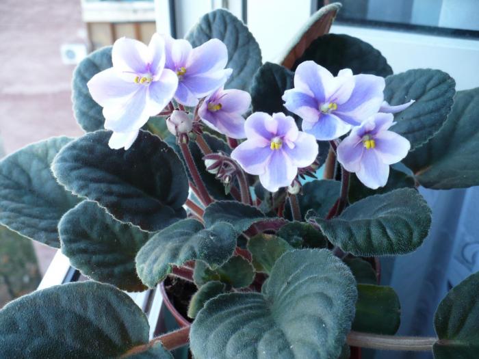 P1060081 - Violete africane