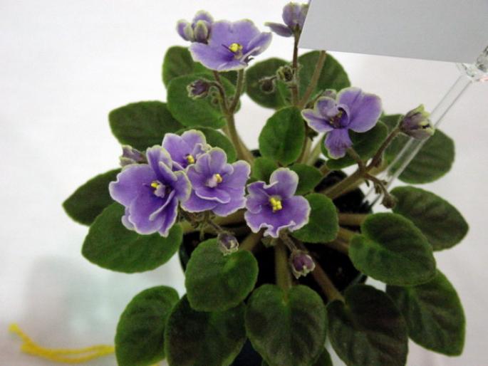 Frosted_Denim_2005avsa_2 - violete de pe net