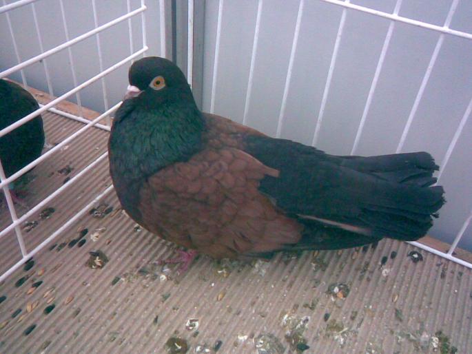 orb ts - 1502 partea 3