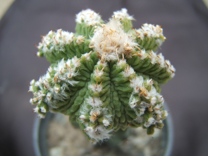 Aztekium ritterii