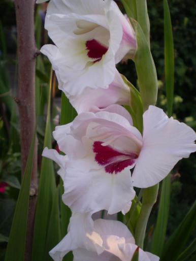 P7180064 - gladiole 2008-2009
