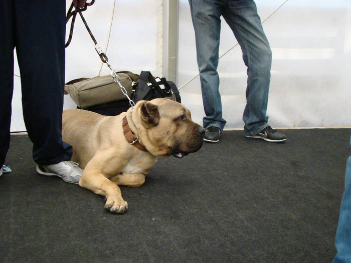 Picture 113 - Expo CACIB Cluj Napoca 15 11 2008