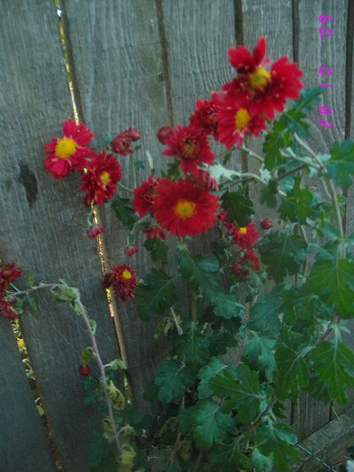 IMG_0081 - Tufanici-Crizanteme