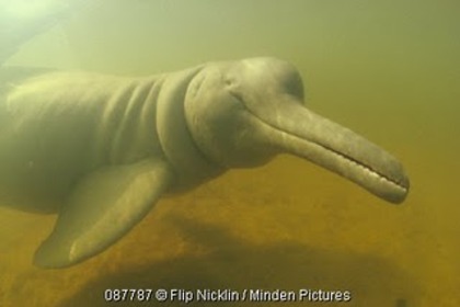 delfinul chinezesc din raul Yangtze - cele mai rare 10 animale din lume